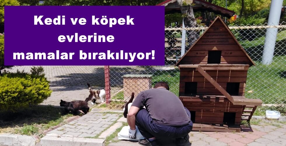 KEDİ EVLERİ (6)y