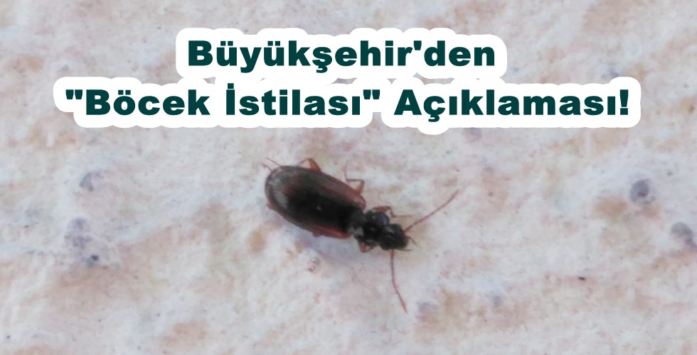 böcek (1)u