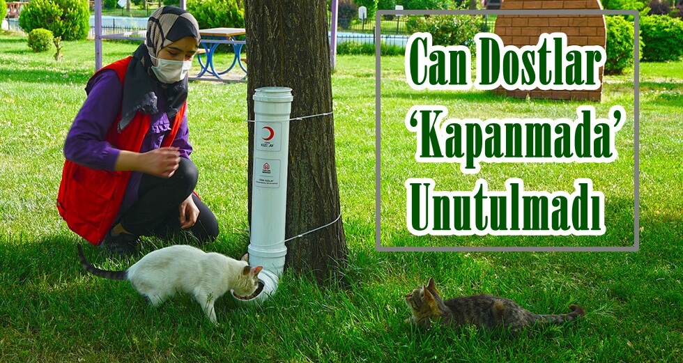 Mama Dağıtımı (13)yu