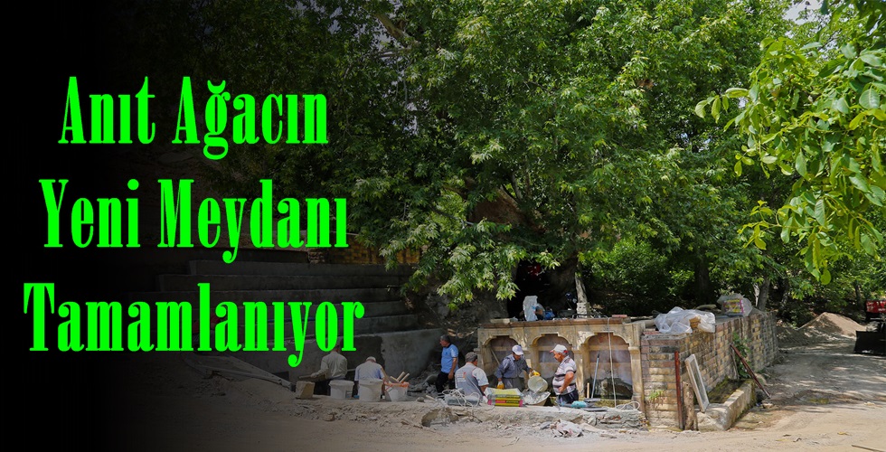 Anıt Ağaç 11 Haziran (12)t