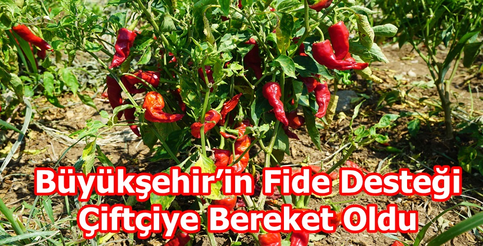 Biber fidesi hasadı (2)y
