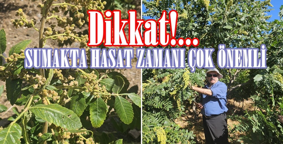 catshyuyı