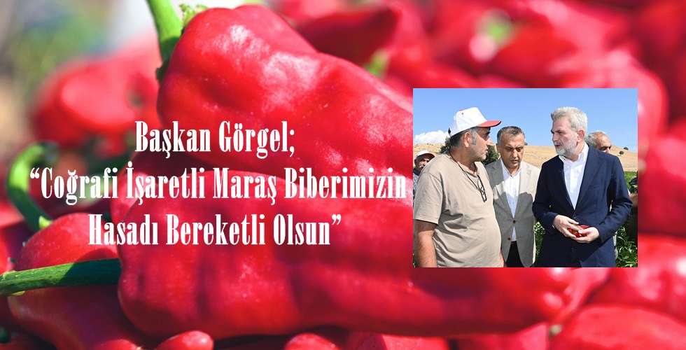 Maraş Biberi Hasadı (4)O