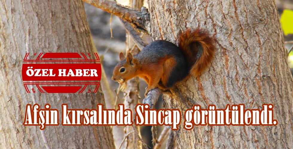 WhatsApp Image 2025-11-04 at 20.55.02ıo